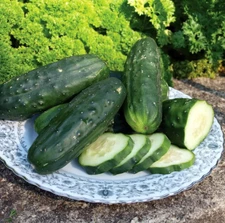 100+ Double Yield Cucumber Seeds - Heirloom - Organic - NON GMO ---------- FRESH
