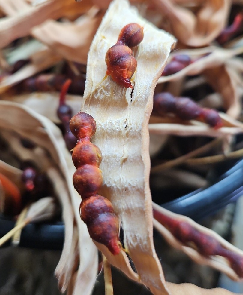 Jamaican CaperQuadrella jamaicensisFragrant Blooms Florida Native