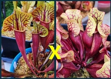 2025 SARRACENIA SEEDS: CATESBAEI BROKKENSIS X PURPUREA BELLY OF BLOOD [CP SEED]