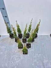 10 Piante di Cipresso Totem Ideale x Bonsai e Giardini - Vaso 7 cm - Foto Reali