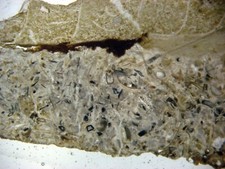 Ordovician Bromide Fm Mountain Lake infilled nautiloid fossi thin section 1/bid