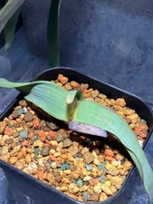 1 Welwitschia Mirabilis Seed Rare Desert Succulent Plant Seed