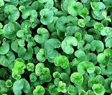 DICHONDRA GROUND COVER Dichondra Repens - 3,000 Bulk Seeds