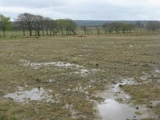 Photo A2 Wet field and shelterbelt at Springhill Springhill/NS8858  c2012
