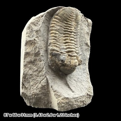 Seltener Marokko malladoides Trilobit Fossil A Klasse Devon Marokko