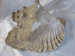 Large Vintage 10” 4Lb Queen Conch Sea Shell Pink Blowing Horn Very Old Crazed