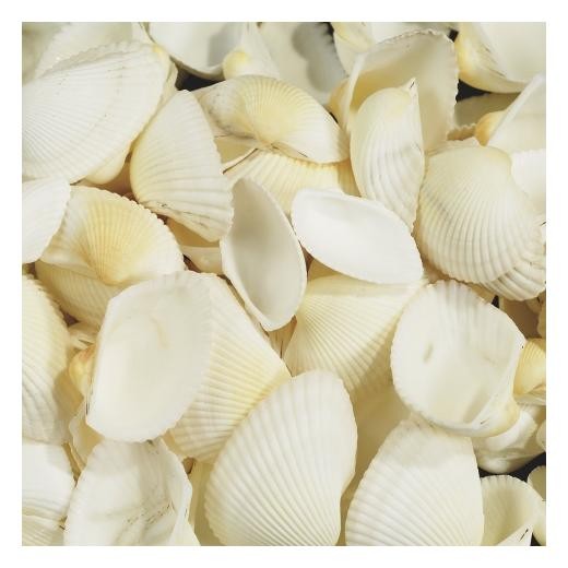 Knorr Prandell 4.5 - 5 cm Decorative White Cockle Seashells - 250g Net Bag