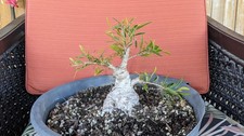 Willow Leaf Ficus Bonsai Salicaria