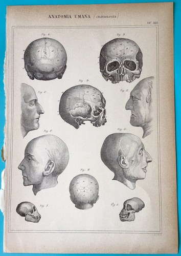 Stampa Antica Incisione - Anatomia Umana - Craniologia - 1888 - Foto 2 di 4