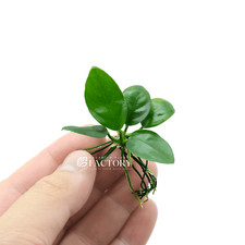 Anubias Nana  Aquarium Plants Factory 
