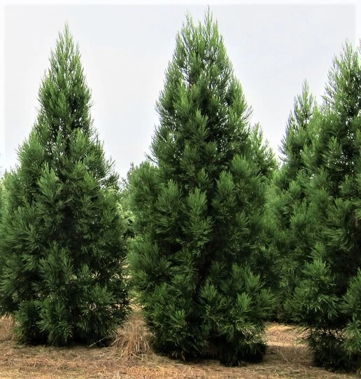 Radicans Cryptomeria ( japanese cedar )  - Live Plant - ( 2.5 QT ) - Image 2 of 4