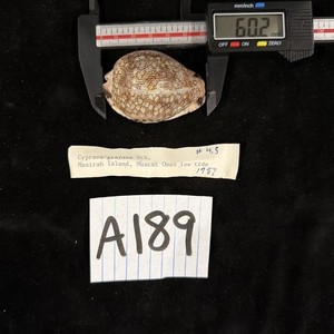 Cypraea Grayana Sch. 60.2mm Muscat Oman Low Tide 1987 (A189)