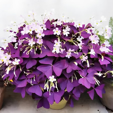 Oxalis Triangularis | Purple Shamrock | Butterfly Plant – 9cm Pot, Easy Care