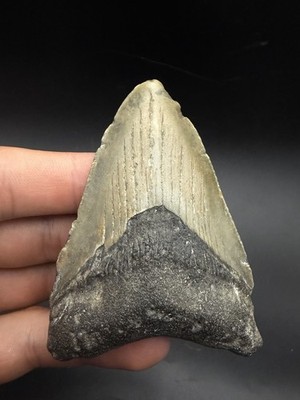 Authentic megalodon Shark Tooth 3.55  North Carolina 100% real Fossil