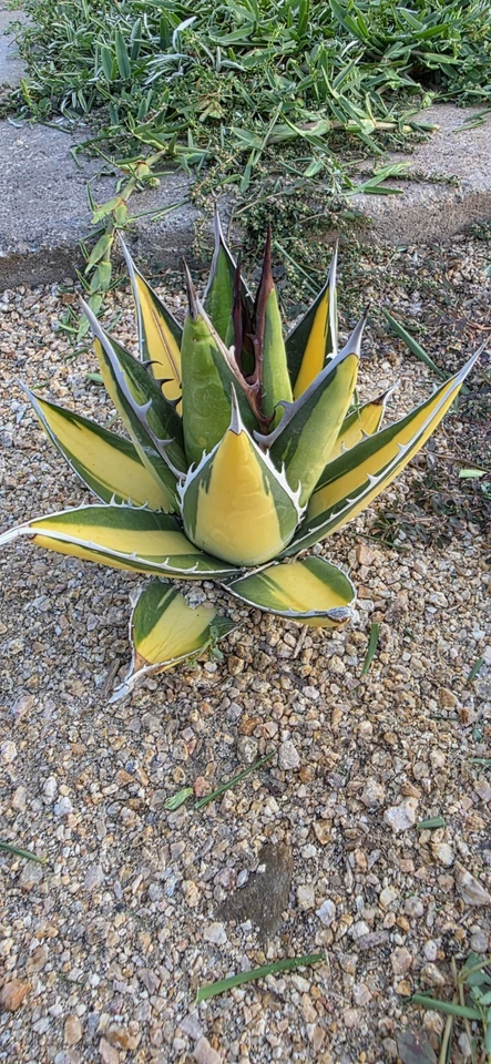 Agave Purpusorum Mediopicta Variegate - Image 2 of 4