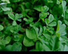 500 FENUGREEK SEEDS / METHI SEEDS FOR METHI PLANT. 