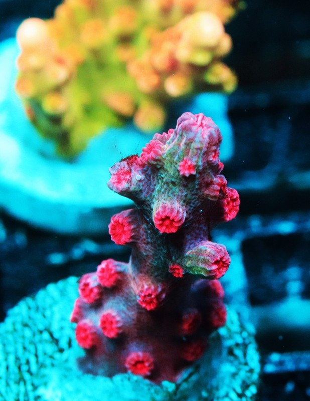 Vivid's Branching Cyphastrea Frag Zoanthids Zoa Paly SPS LPS Corals, WYSIWYG