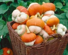 Tiny Turks Turban Pumpkin Seeds for Planting (5 Seeds) - Curious Mini Gourd Seed