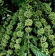 Vietnamese Dwarf Green Coffee Seeds - 1000 Coffee Robusta Truong Son TS5 Seeds