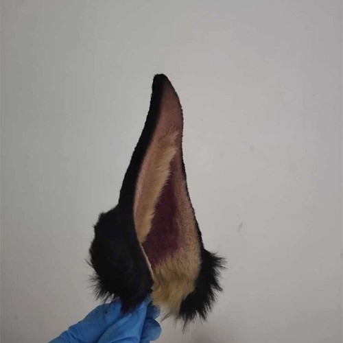 Dobermann Hund Shiba Ohr Haarreif schwarz Stirnband Kopfbedeckung für Cosplay Zubehör - Bild 2 von 6