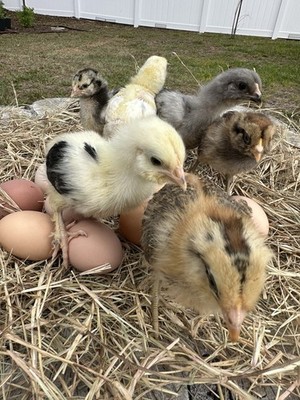 16+ Breeds Chicken Fertile Hatching Eggs,  (12)   fertilized hatching eggs