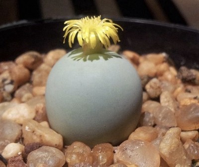 Conophytum calculus 25/ 50/ 100 Samen Auswahl lebender Stein, Kaktus, Sukkulente