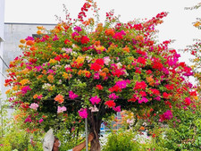 Live Bougainvillea MIX Plant   4  Pot   Ship No Pot   Starter Size 4  6  Tall
