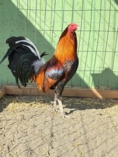 12 Chicken Hatching Eggs