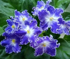 African Violet Plant ~ ND-Kristall Svaroski — photo 1