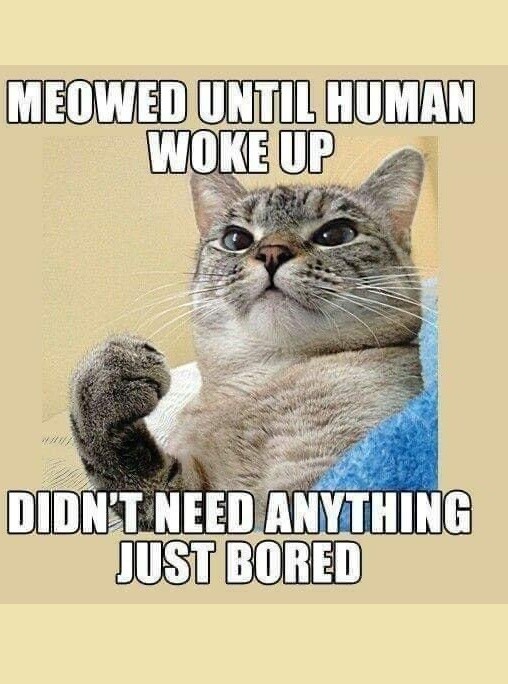 Boring Cat Memes Cat Meme Idk I'm Bored Hckitten Illustrations ART