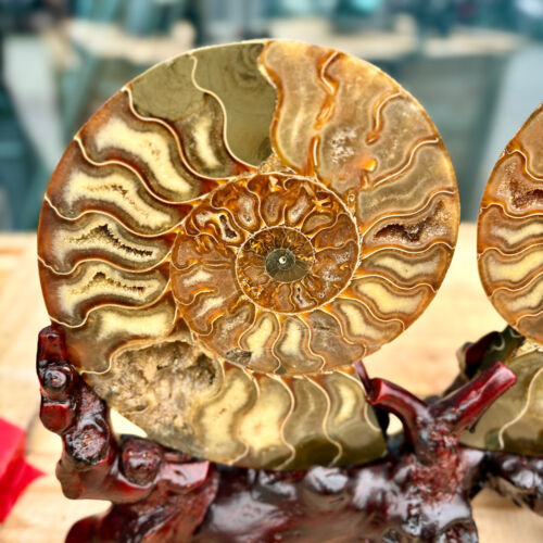 5.51LB Natural agate fossil snail shaped convex round gemstone - Picture 4 of 11