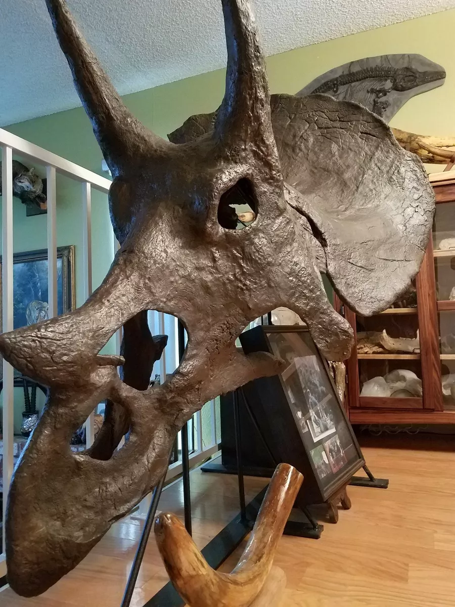 Genuine TRICERATOPS prorsus DINOSAUR SKULL FOSSIL w COA eBay
