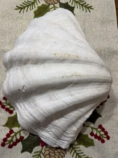 Giant Clam Seashell Half Tridacna Gigas 16” X 11”X 5”, Weight 4 Lb 10 Oz