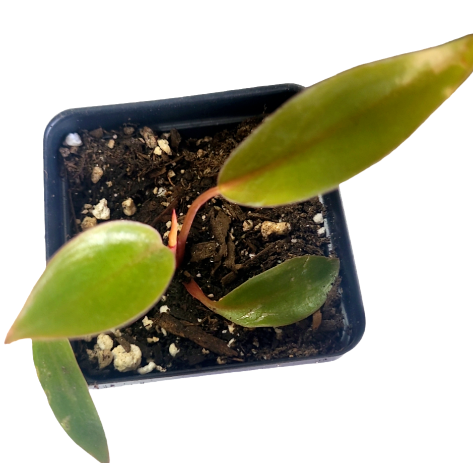 Philodendron Birkin Pink Mini Starter Live Plant - in 2.5" pot California  Seller | eBay