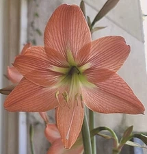 PROMISE Amaryllis HIPPEASTRUM Bulbs -1 Medium Bulb