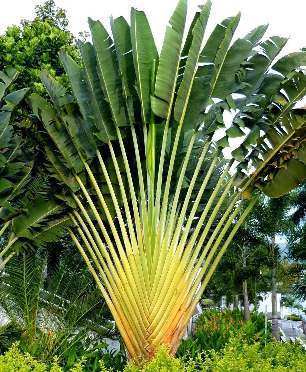 Ravenala madagascariensis – Madagascan Travelers Palm – Buy seeds at