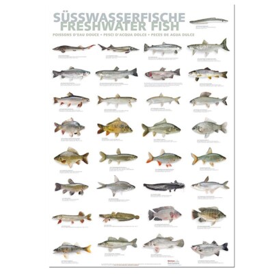 Küchenposter Süßwasserfische - freshwater fish (59,4 x 84cm), 1 Stück