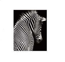 Cadre tableau toile Zèbre - Animal sauvage - 50 x 40 cm