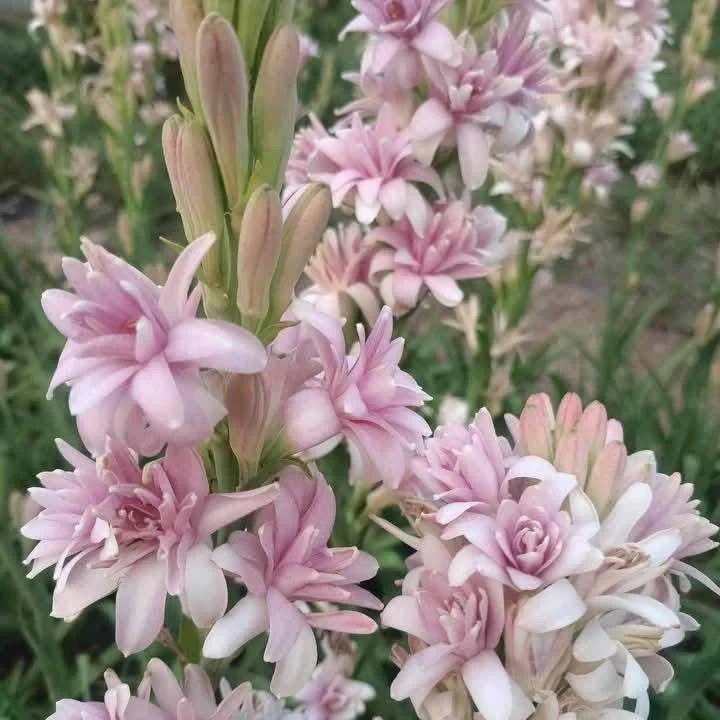 3 New! Large Double  Pink Mexican Tuberose Polianthes Lily Fragrant