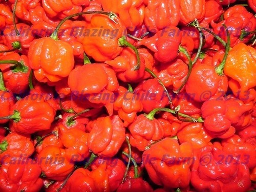Carolina Reaper/Moruga/Ghost Pepper/Habanero ~Garlic Chile Oil~ Freakishly SPICY - 第 6/8 張圖片