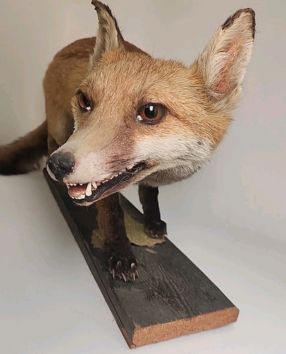 Fox Taxidermy Full Body Mount Cabin Camp Man Cave Home Office Den Decor - Picture 10 of 18