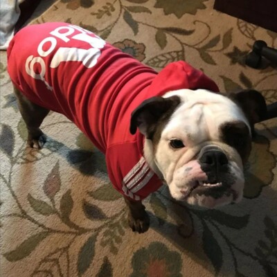 Hunde Hoodie Adidog Sweatshirt Hundekleidung Hunde pulli kleidung für tiere Rot 
