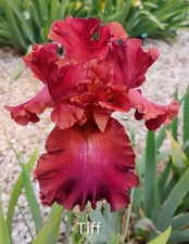 Tall Bearded Iris Rhizome "TIFF" Fresh and Healthy, (REBLOOM)