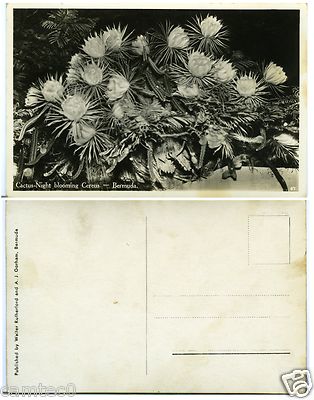 KAKTUS - NACHTBLÜHENDER CERUS - BERMUDA POSTKARTE VON WALTER RUTHERFORD & A.J.GORHAM