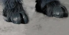 Gray Hooves Devil Demon Feet Adult Shoe Covers Latex Halloween Costume