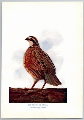 1908 Bird Print, Bob White, or Quail, Vintage Prints