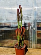 Euphorbia Trigona Rubra | Red succulent plant | Extra Large Size