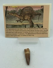 Spinosaurus Teeth Dinosaur F0SSIL Before T Rex Cretaceous K613