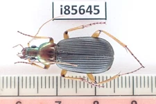 i85645. Insects, Carabidae sp. Vietnam, Nghe An