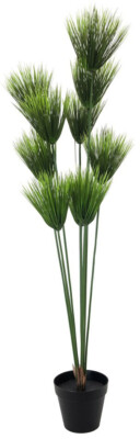 EUROPALMS Papyrus, 150cm